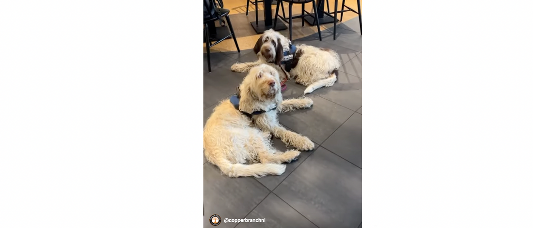 Special Visit from Heroic Service Dogs at Copper Branch Almere!