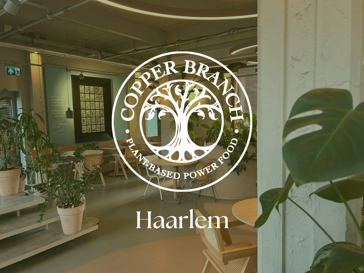 Copper Branch Haarlem